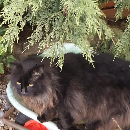 Newlands Guest house