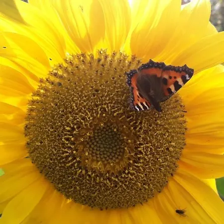 Guest house Newlands Kilkenny