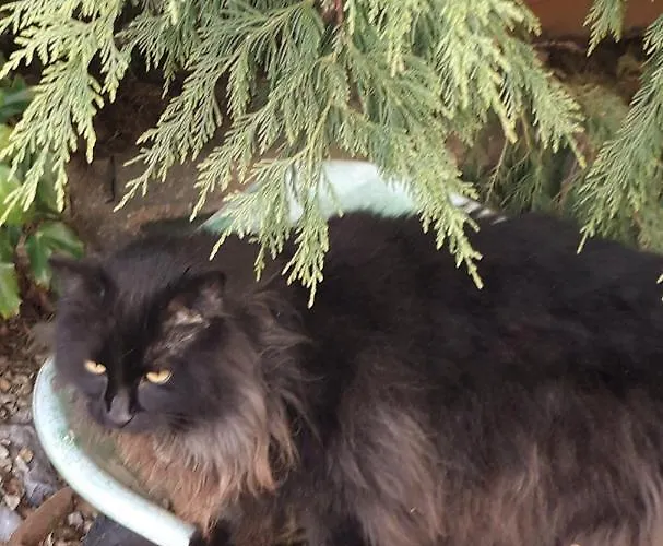 Newlands בית הארחה